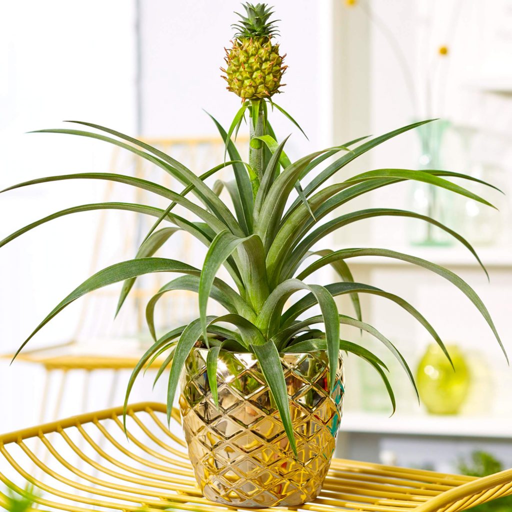 La plante ananas, avec son allure tropicale et ses fruits savoureux, transforme votre intérieur en un paradis exotique.