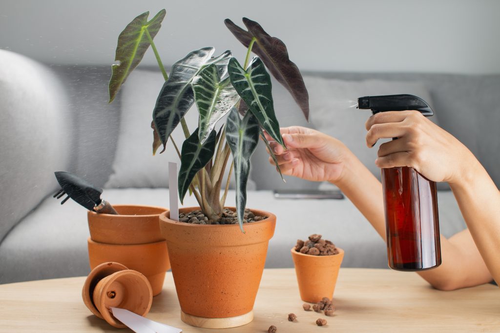 L'Alocasia, avec ses feuilles majestueuses et son allure exotique, transforme votre intérieur en un véritable paradis tropical.