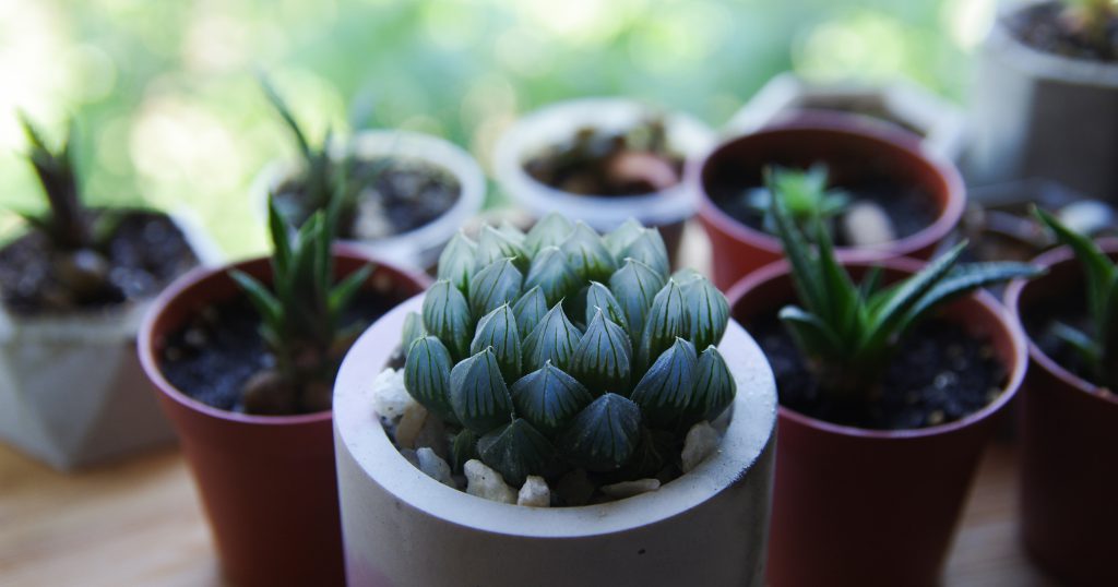 L'Haworthia, petite succulente robuste d’une grande originalité.