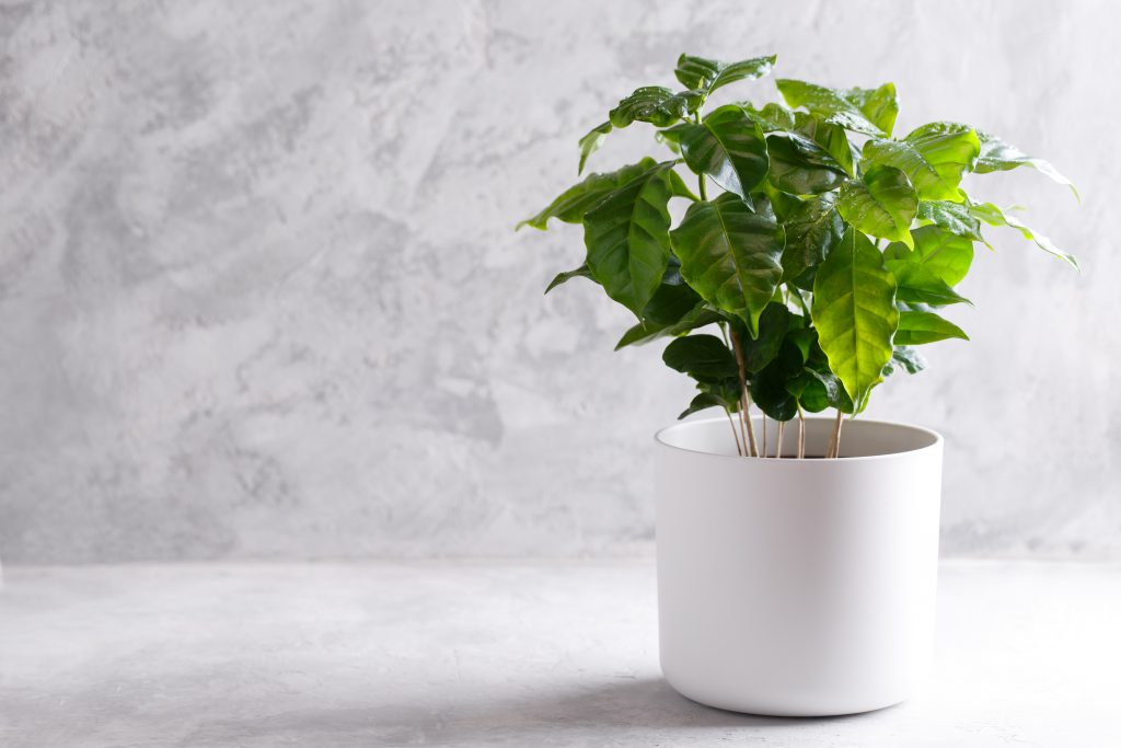 Le Coffea Arabica, avec ses feuilles brillantes et vertes, ajoute une touche de fraicheur à n’importe quel espace.